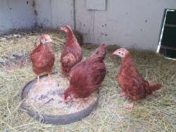 Four Young Red Stars