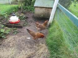 Looking Longingly into the Garden