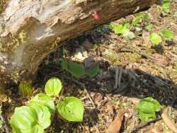 Behind the Church, A teeny Tiny Beginning