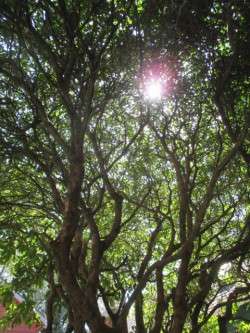 The Oldest Rhododendron on the Peninsula