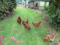 Yes to free-ranging and foraging!