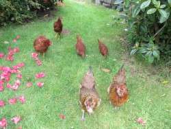 Flock on the March