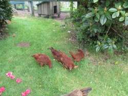 Keeping the Coop in Sight