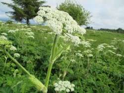 The Glorious Meadow, Unadorned
