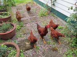 On the March to the Kitchen Door