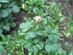 The dahlias are coming!  The dahlias are coming!