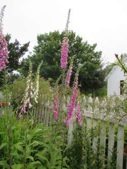 Foxglove