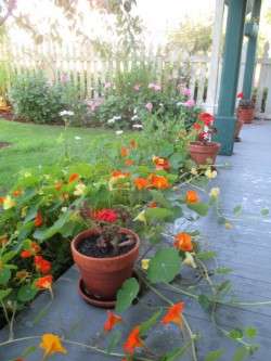 Early Morning in July