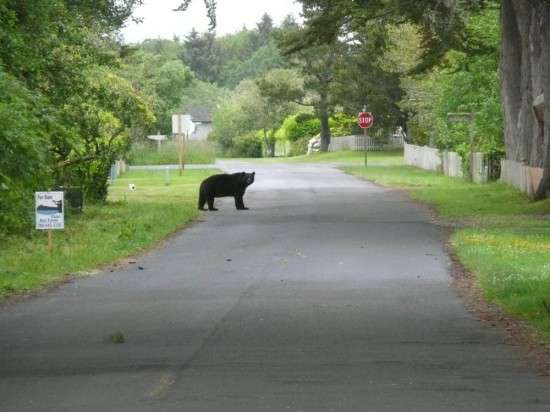 In Downtown Oysterville, June 6, 2010