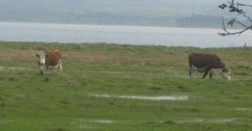 In Our Meadow, 2011