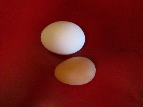 Itty Bitty Brown Egg (1)