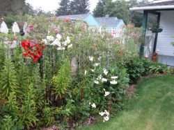 Our Garden - Oysterville