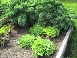 Lettuces and Kale
