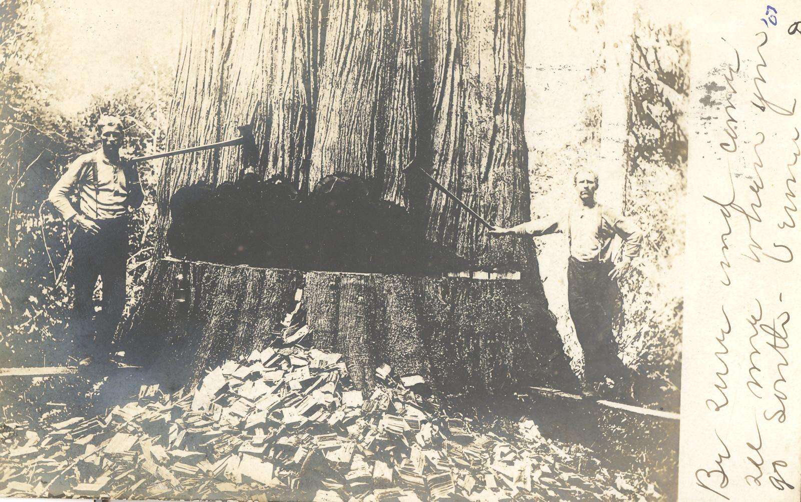 Loggers