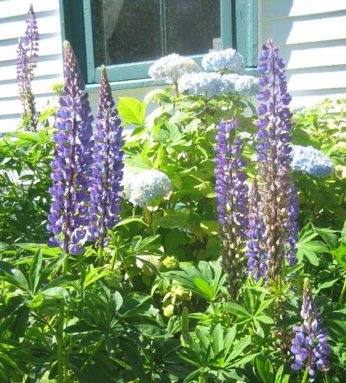 Lupines and Hydrangeas