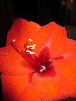Luscious Amaryllis Blossom