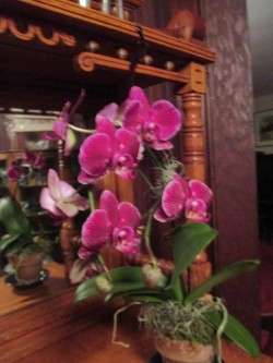 Martie's Orchid