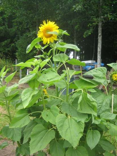 Mid-Summer Cheer