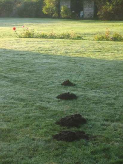 Moles Heading South