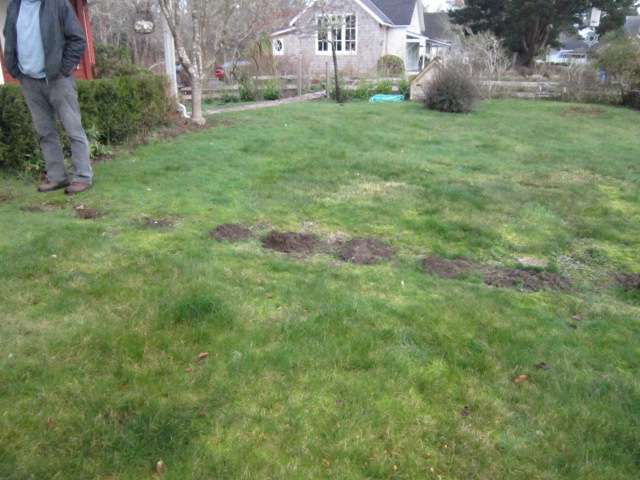 Moles on the March