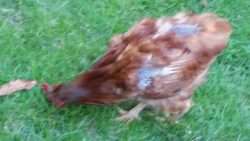 Molting