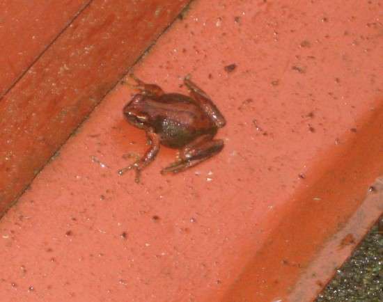 Mr. Frog in Winter Coat