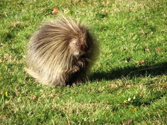 Ms. Serena J. Porcupine