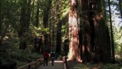 Muir Woods