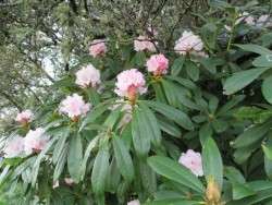 Near the Croquet Court