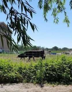 The Next Door Cows