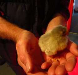 Goodbye to Little Red Hen