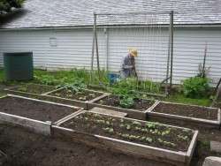 Nyel's Once-and-Future Vegetable Garden