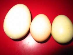 One Huge Egg