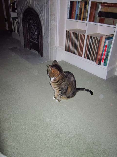 Osa On Alert