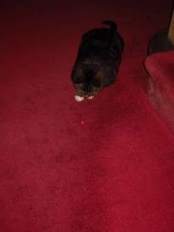 Osa and the Laser Light