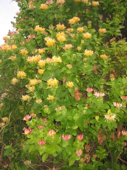 Our Honeysuckle
