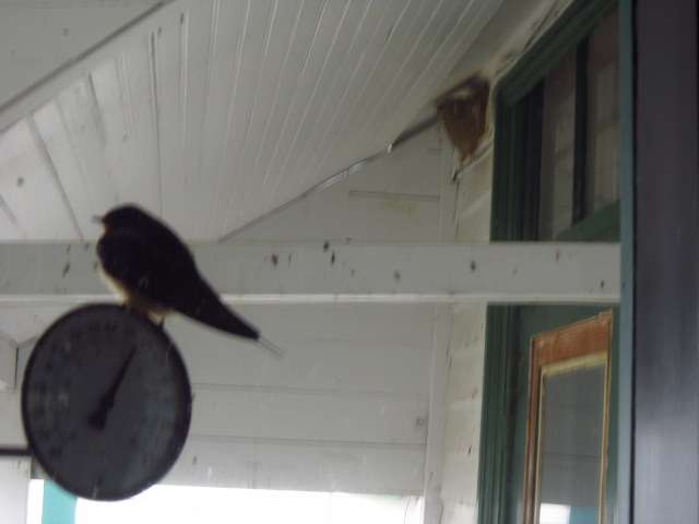 Out Our Kitchen Window