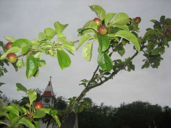 Oysterville Apple Tree
