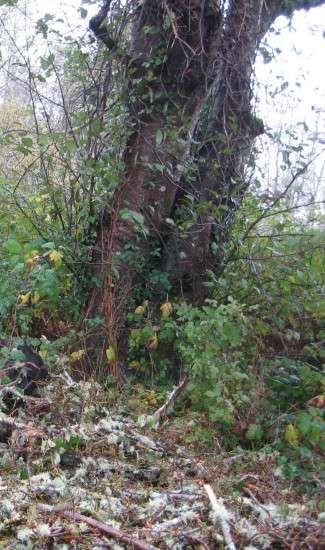 Oysterville Open Space