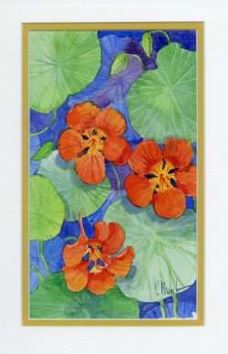 Paul's Nasturtiums - In Our Living Room