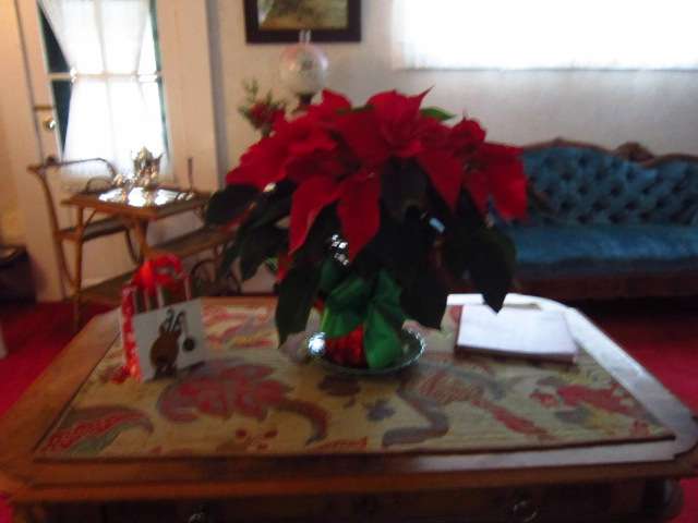 Poinsettia