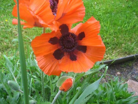 Poppy Seeds on the Hoof
