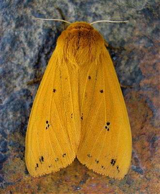 Pyrrarctia isabella