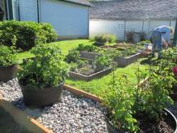 Raised Beds
