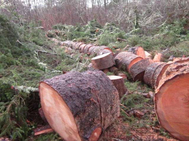 Ready for Fire Wood