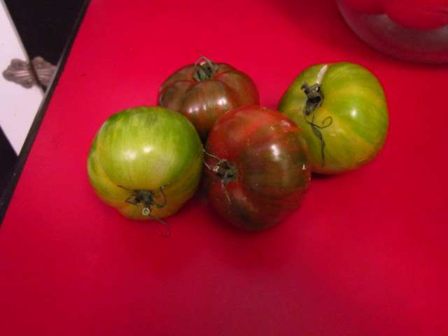 Ripening Tomatoes