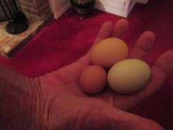 Round Egg