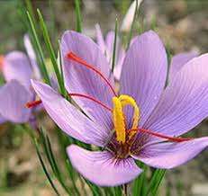 Saffron Crocus - The Real Deal (Internet Photo)