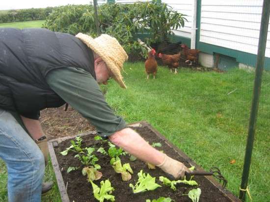 Salad in the Making