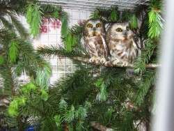 Saw Whet Owls
